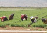 نقابة العمال الزراعيين: الانتفاضة وحدت اللبنانيين حول مطالبهم الاجتماعية