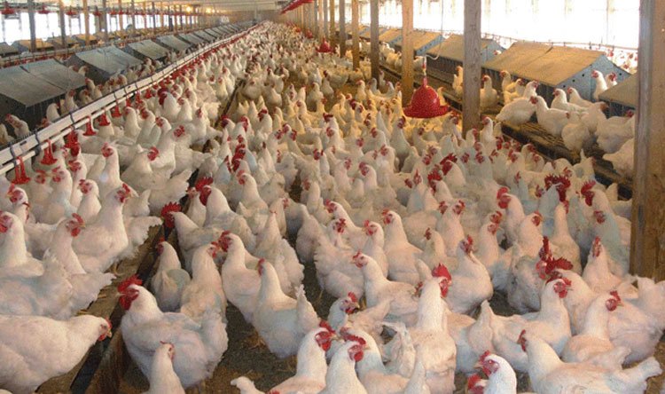 النقابة اللبنانية للدواجن تُحذر من فقدان الدجاج في الاسواق