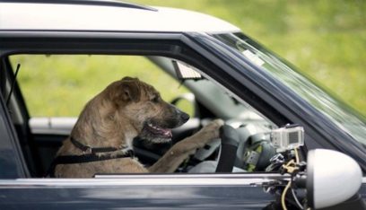 بالفيديو: رعب في فلوريدا بسبب قيادة “كلب” سيارة لمدة ساعة