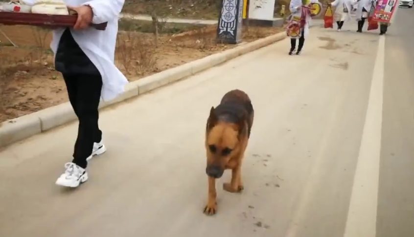 بالفيديو: كلب وفي يمتنع عن الأكل والشرب بعد وفاة صاحبه وينبش قبره