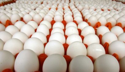 سببان وراء ارتفاع سعر البيض في هولندا!