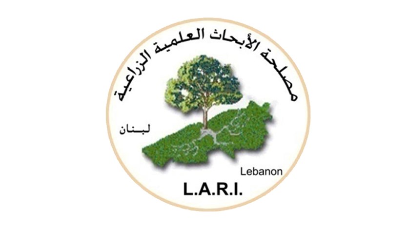 مصلحة الابحاث الزراعية: لبنان ينتج قمحاً طرياً من أجود الانواع