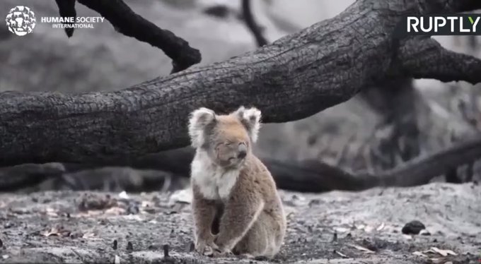 أستراليا.. استمرار عمليات إنقاذ الحيوانات عقب اندلاع الحرائق