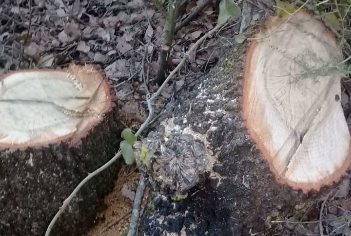 توقيف شخصين قطعا أشجاراً حرجية في رميش