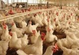نقابة الدواجن طالبت بحظر إستيراد الدجاج من بلدان تسمح باستخدام “الكولستين”