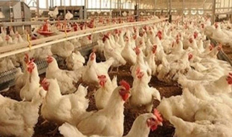 بطرس: عودة إنتاج الدواجن للتعافي في لبنان