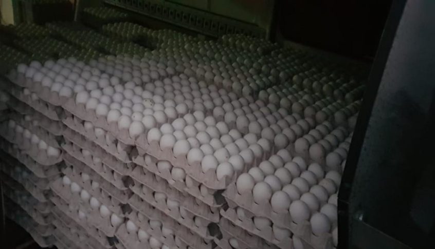 ضبط كمية كبيرة من البيض المهّرب في عكار