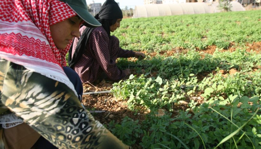 مصلحة زراعة عكار دعت المزارعين لمراجعة المراكز الزراعية لتقديم الطلبات واستلام المبيدات والادوية الزراعية