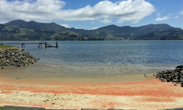 “انتحار” جراد البحر يصبغ شواطئ نيوزلندا بالأحمر!