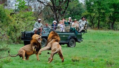 “مباشر من محمية” في جنوب أفريقيا: الحيوانات في منزلك!