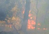 بالفيديو: حريق كبير في أحراج المنصورية – الديشونية
