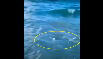 بالفيديو: شرطي ينقذ طفلاً من سمكة قرش في شواطئ فلوريدا!