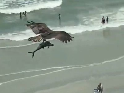 مشهد غريب لطير ضخم يحلق عالياً حاملاً سمكة تشبه القرش(بالفيديو)