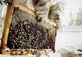لحود: العسل اللبناني مجددا في اسواق الاتحاد الاوروبي