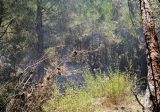إهماد حريق في حرج السفيرة ـ الضنية بعدما التهم مساحات من اشجار الصنوبر