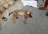 قتل أحد الذئبين المهاجمين وجرح شخصين في بلدة معركة