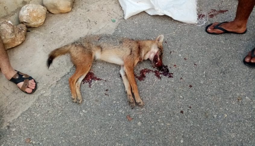 قتل أحد الذئبين المهاجمين وجرح شخصين في بلدة معركة