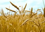 مصلحة الابحاث الزراعية: فحوصات القمح تتم حسب الاصول