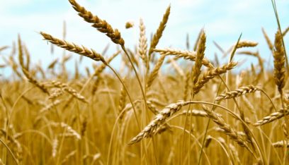 5 شروط روسية لتمديد صفقة الحبوب في ايار 2023