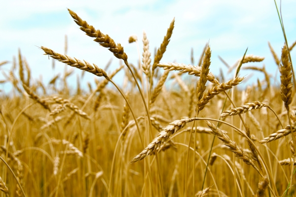 نقابة مزارعي القمح والحبوب: قرار رفع الدعم ظالم
