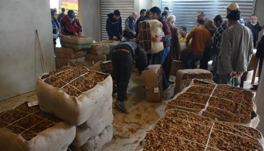 مزارعو ميس الجبل يطالبون برفع أسعار محصول التبغ 150%