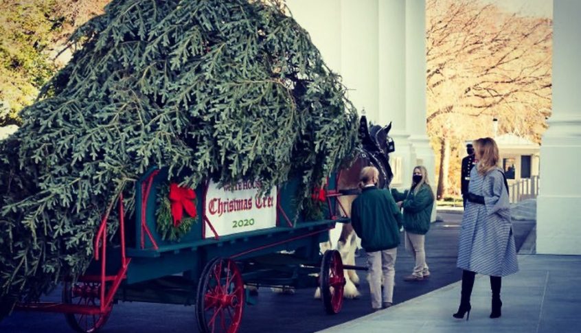 بالفيديو: ميلانيا ترامب تستقبل شجرة عيد الميلاد في البيت الأبيض
