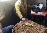 الريجي واصلت تسلم محصول التبغ من المزارعين في صور وبنت جبيل