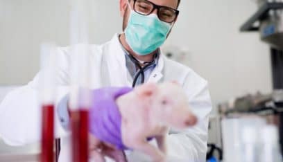 كندا.. أول إصابة بشرية بنوع نادر من إنفلونزا الخنازير!