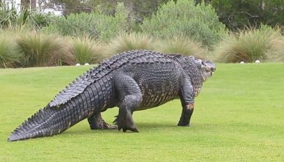 بالفيديو: تمساح بحجم الـ”ديناصور” في ملعب الغولف!