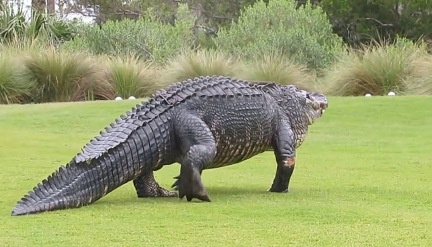 بالفيديو: تمساح بحجم الـ”ديناصور” في ملعب الغولف!