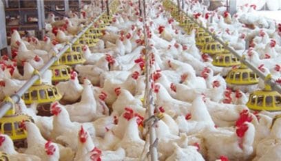 بلغاريا تعدم 39 ألف دجاجة!