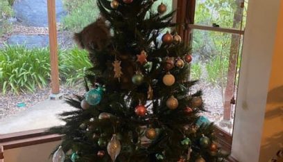 بالفيديو: هذا ما وجدته عائلة أسترالية في شجرة عيد الميلاد بمنزلها!