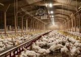 نقابة الدواجن طالبت بابقاء الدعم: نجح بضبط أسعار الدجاج والحفاظ على المزارعين