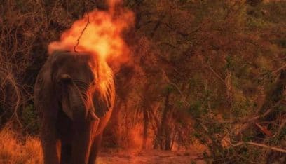بالفيديو: اضرام النار بفيل يثير غضباً في الهند