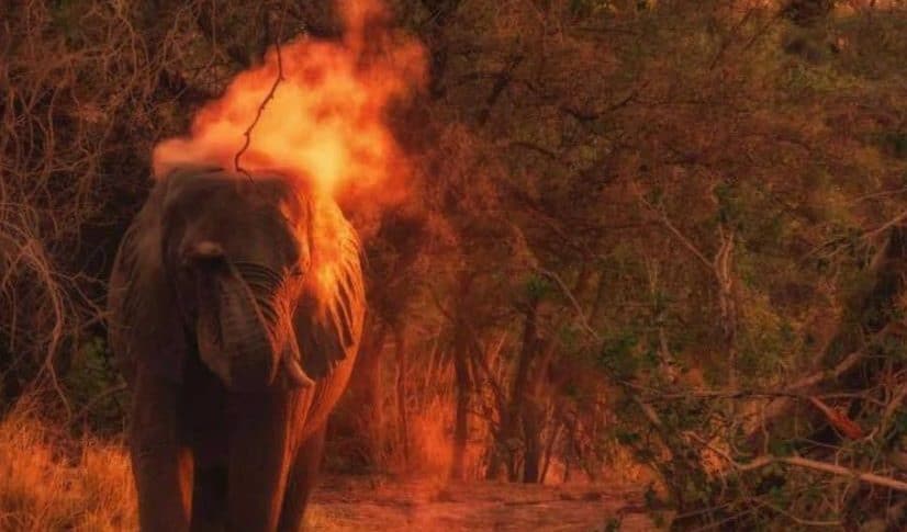 بالفيديو: اضرام النار بفيل يثير غضباً في الهند