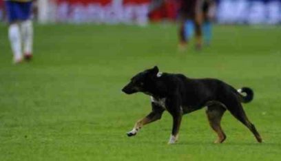 بالصورة: حكم يطرد كلباً من المباراة بالبطاقة الحمراء!