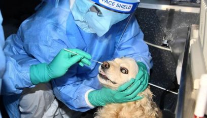 كلب في كوريا الجنوبية يخضع لاختبار كورونا