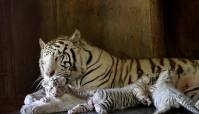 حديقة حيوان في باكستان تعلن نفوق شبلي نمر أبيض…والسبب قد يكون كورونا