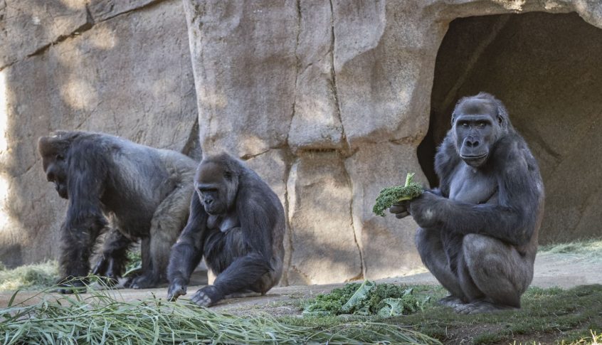 حملة تلقيح ضد كورونا في حديقة حيوانات “سان دييغو”