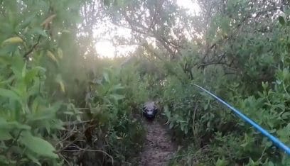 بالفيديو: تمساح بطول 11 قدماً يطارد صياداً على ضفة البحيرة!