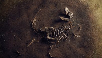ديناصور عملاق غير معروف سليم بنسبة 70%…اكتشاف نادر في الصين