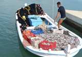 مصادرة طنين من سمك المليفة جنوبا بعد صيدها خلافا للقانون