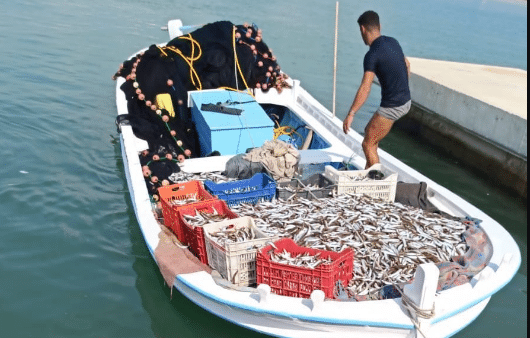 مصادرة طنين من سمك المليفة جنوبا بعد صيدها خلافا للقانون