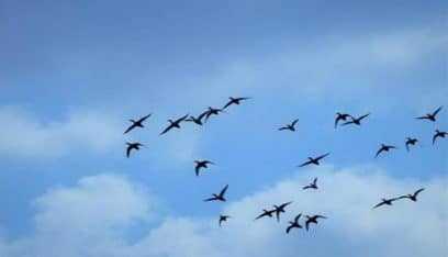 ظاهرة غربية.. مئات الطيور تصطدم دفعة واحدة بالأرض في مدينة مكسيكية(فيديو)