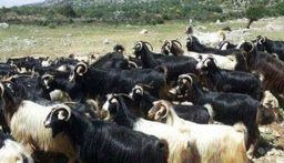 نفوق أكثر من 300 رأس ماعز في بلدة عين الذهب والتحقيقات جارية