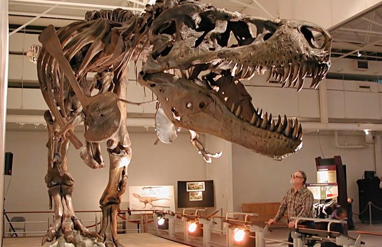 أكبر ديناصور ثلاثيّ القرون يباع في مزاد علني!