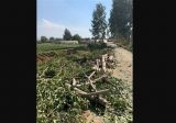 مجهولون قطعوا اكثر من 20 شجرة صنوبر خضراء معمرة في اعالي القبيات