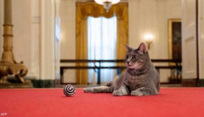 قطة جديدة في البيت الأبيض.. تعرفوا على ويلو