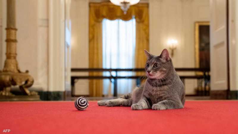 قطة جديدة في البيت الأبيض.. تعرفوا على ويلو