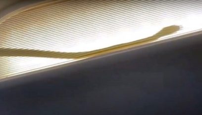 بالفيديو: ثعبان يجبر طائرة ماليزية على الهبوط!